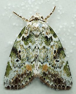 Chytonix elegans? Dapa, Valle Del Cauca
2100m Chytonix elegans