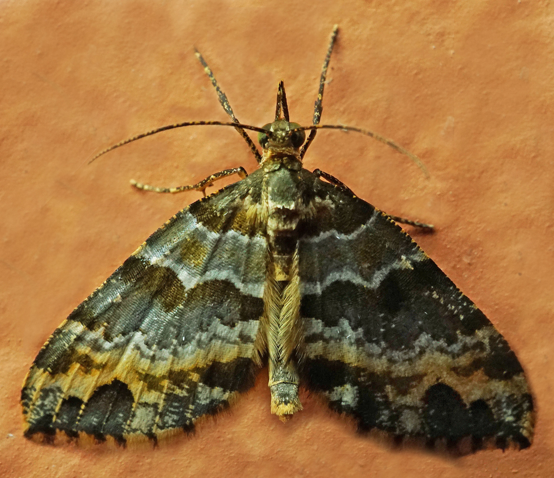 #1076 Dapa, Valle Del Cauca<br />
2100m