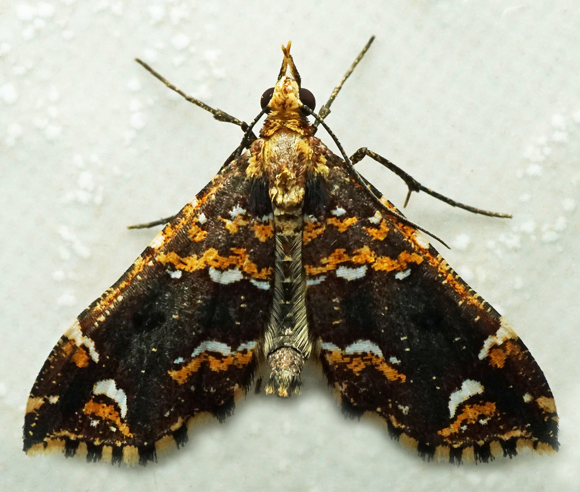 Psaliodes tripita Dapa, Valle Del Cauca<br />
2100m Psaliodes tripita