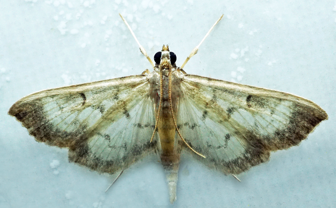 Herpetogramma sp. Dapa, Valle Del Cauca<br />
2100m