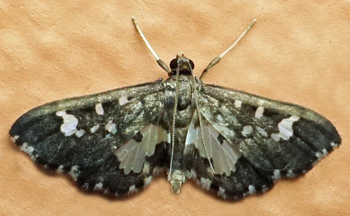 #1077 Dapa, Valle Del Cauca<br />
2100m