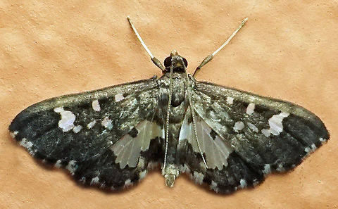 #1077 Dapa, Valle Del Cauca
2100m