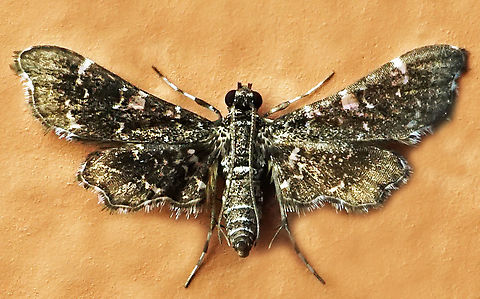 #1078 Dapa, Valle Del Cauca
2100m