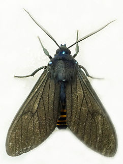 #1079 Dapa, Valle Del Cauca
2100m