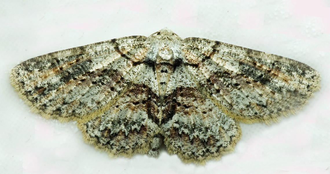 #1080 Dapa, Valle Del Cauca<br />
2100m