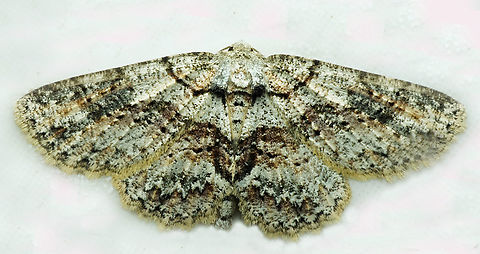 #1080 Dapa, Valle Del Cauca
2100m