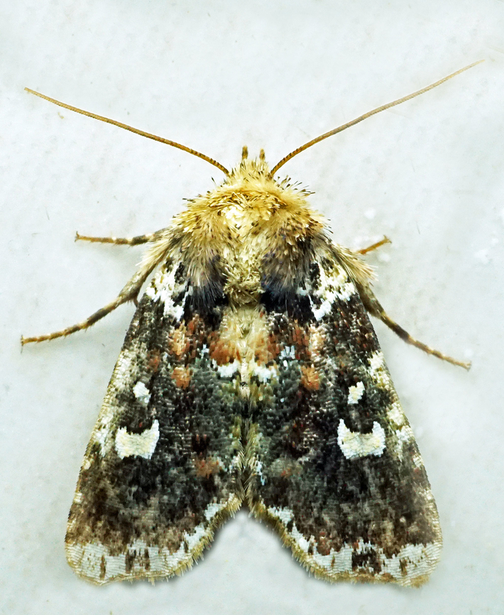 #1081 Dapa, Valle Del Cauca<br />
2100m