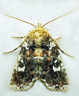 #1081 Dapa, Valle Del Cauca
2100m