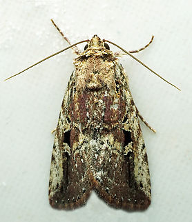 #1082 Dapa, Valle Del Cauca
2100m