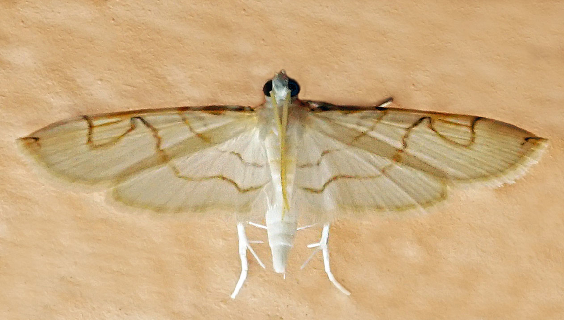 #1083 Dapa, Valle Del Cauca<br />
2100m