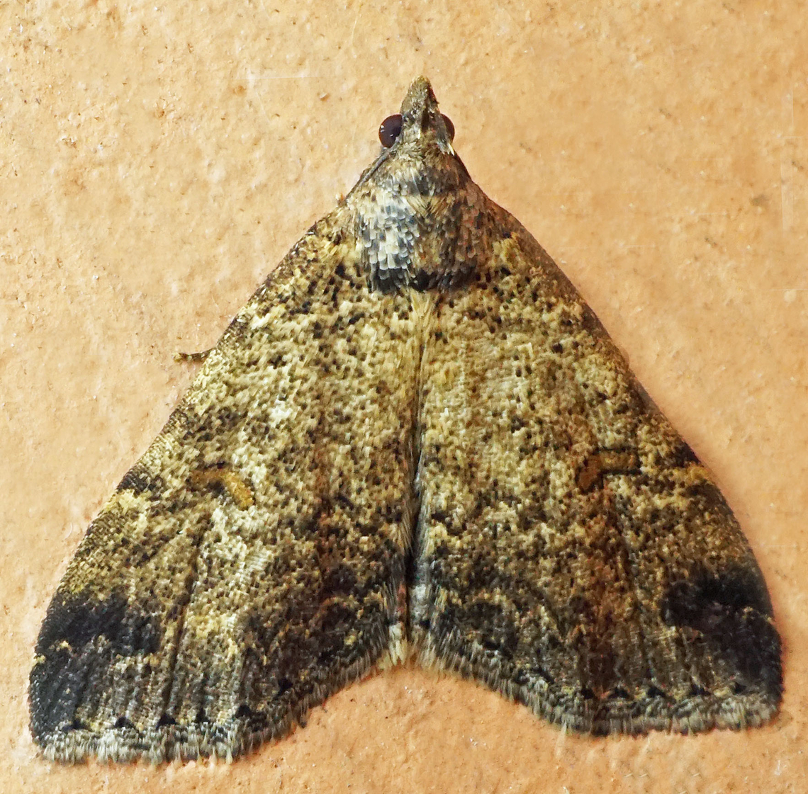 #1084 Dapa, Valle Del Cauca<br />
2100m