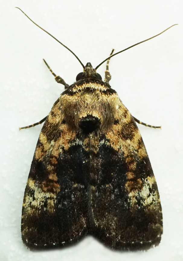 #1085 Dapa, Valle Del Cauca<br />
2100m