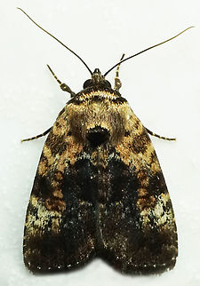 #1085 Dapa, Valle Del Cauca
2100m