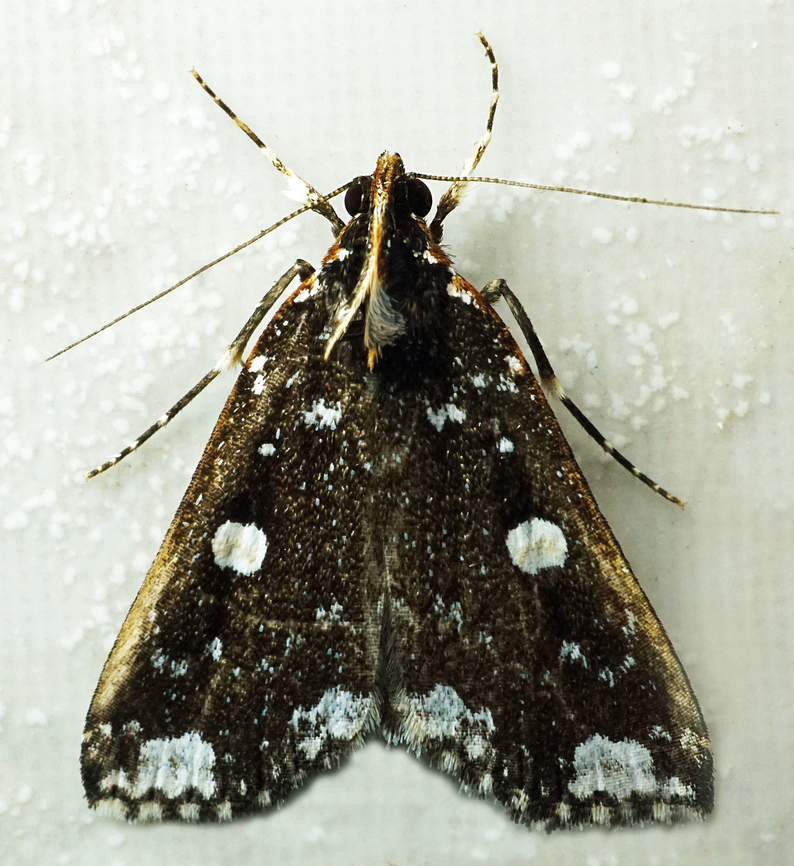 #1086 Dapa, Valle Del Cauca<br />
2100m