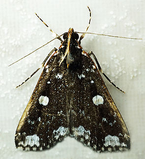 #1086 Dapa, Valle Del Cauca
2100m