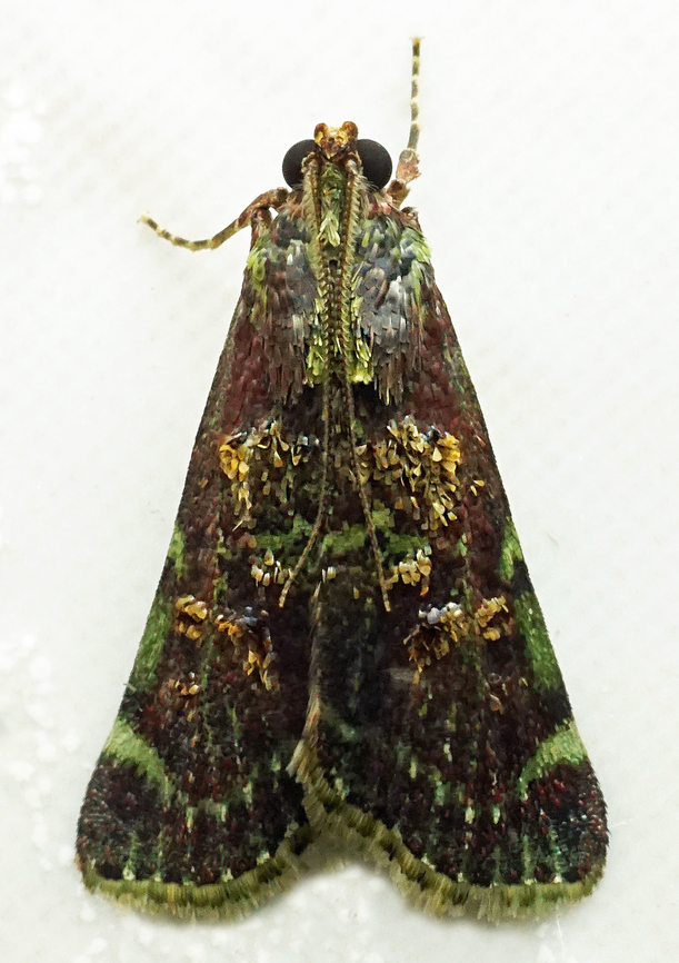 #1087 Dapa, Valle Del Cauca<br />
2100m