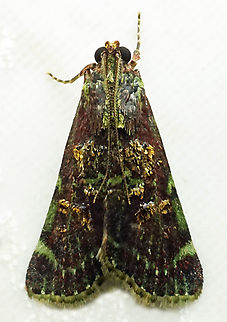 #1087 Dapa, Valle Del Cauca
2100m