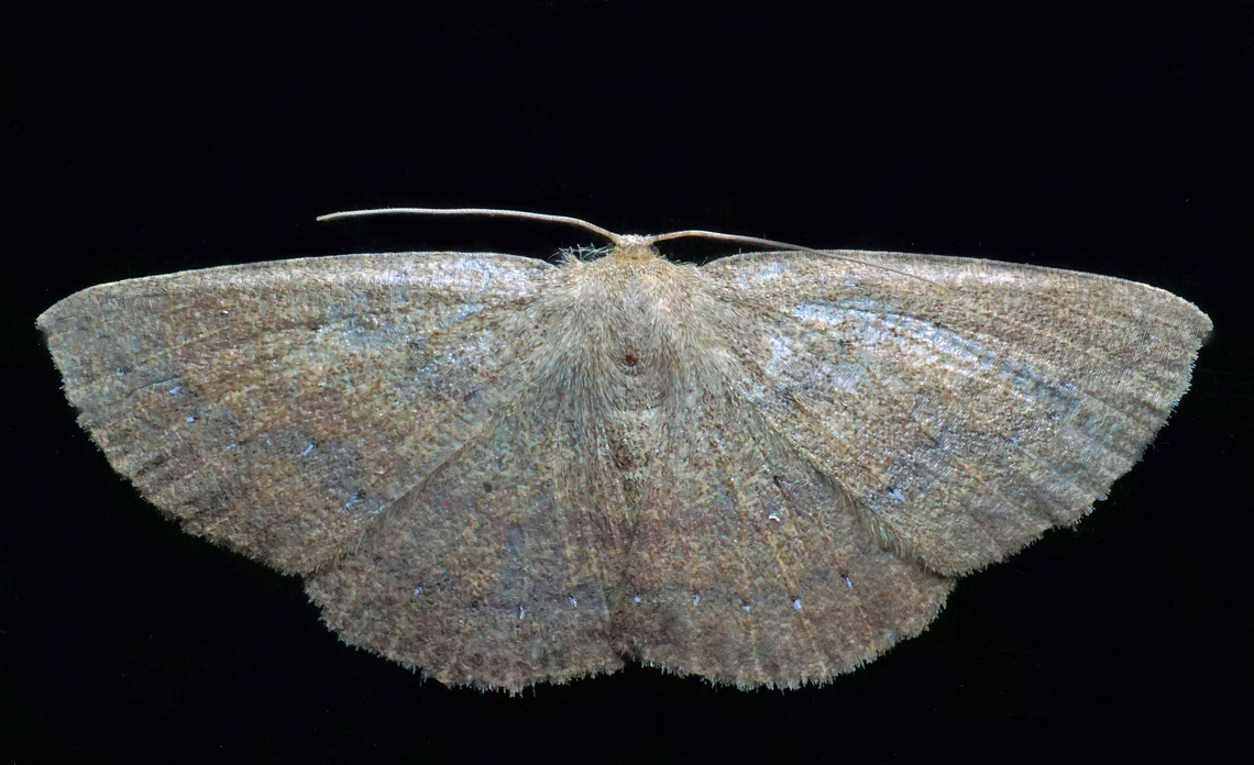 #1088 Dapa, Valle Del Cauca<br />
2100m