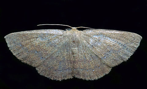 #1088 Dapa, Valle Del Cauca
2100m