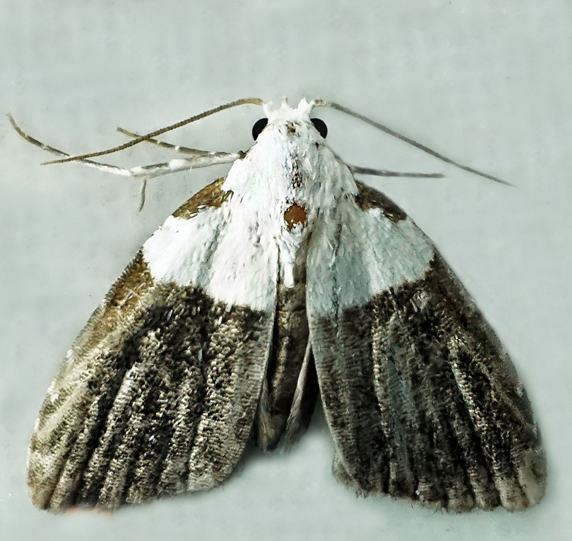 #1089 Dapa, Valle Del Cauca<br />
2100m