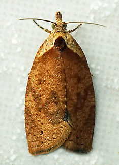 #1090 Dapa, Valle Del Cauca
2100m