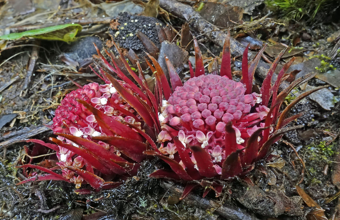 Langsdorffia hypogaea Dapa, Valle Del Cauca<br />
2300m Langsdorffia hypogaea