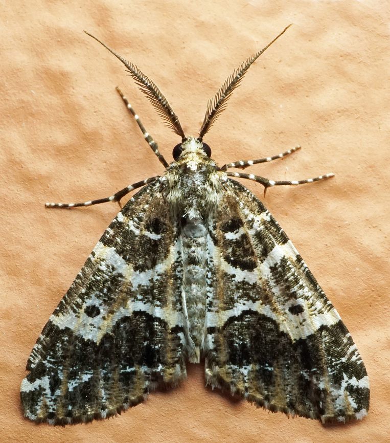 #1091 Dapa, Valle Del Cauca<br />
2100m