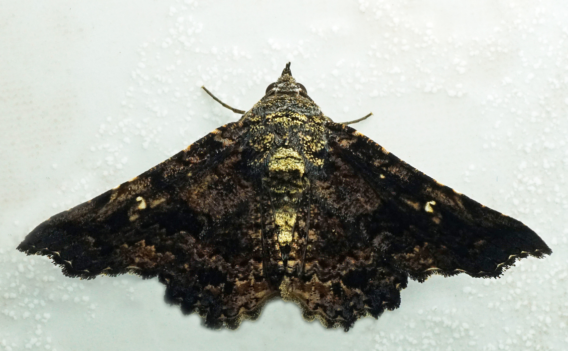 #1092 Dapa, Valle Del Cauca<br />
2100m