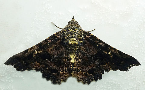 #1092 Dapa, Valle Del Cauca
2100m