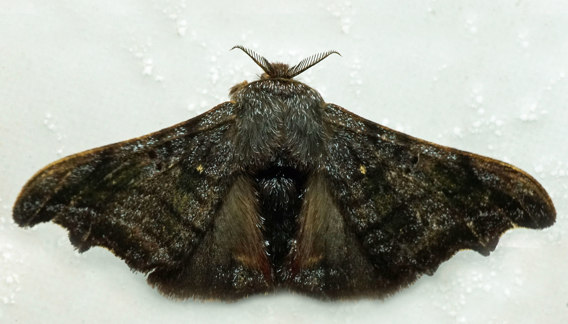 #1093 Dapa, Valle Del Cauca<br />
2100m