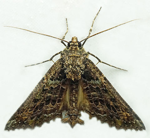 #1094 Dapa, Valle Del Cauca
2100m