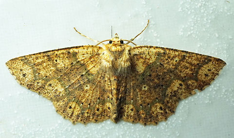 #1095 Dapa, Valle Del Cauca
2100m