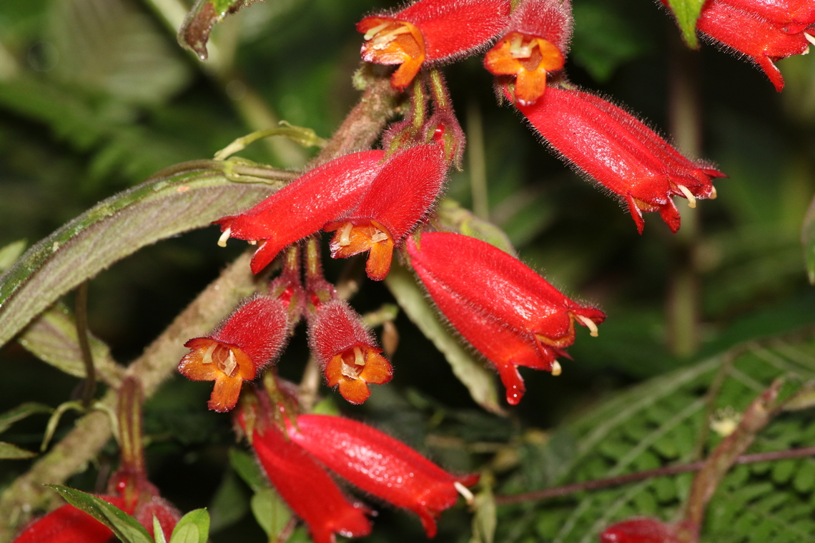Columnea anisophylla Dapa, Valle Del Cauca<br />
2100m Columnea anisophylla