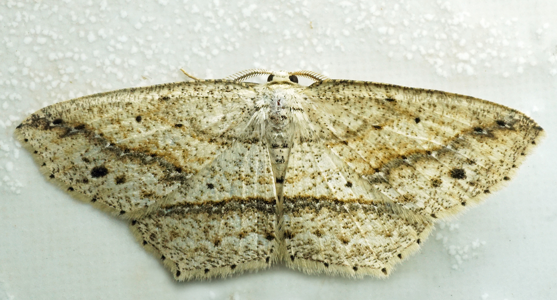 #1096 Dapa, Valle Del Cauca<br />
2100m