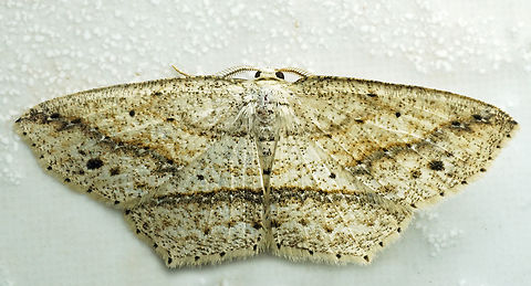 #1096 Dapa, Valle Del Cauca
2100m