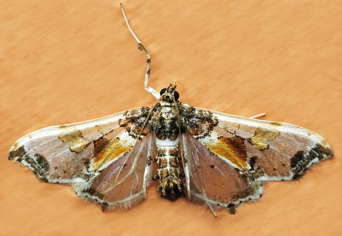 Neoleucinodes elegantalis Dapa, Valle Del Cauca<br />
2100m Neoleucinodes elegantalis