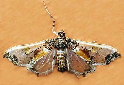Neoleucinodes elegantalis Dapa, Valle Del Cauca
2100m Neoleucinodes elegantalis