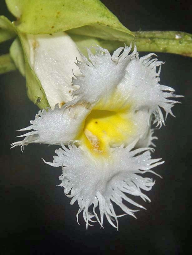 Drymonia lanceolata Dapa, Valle Del Cauca<br />
2100m Drymonia lanceolata