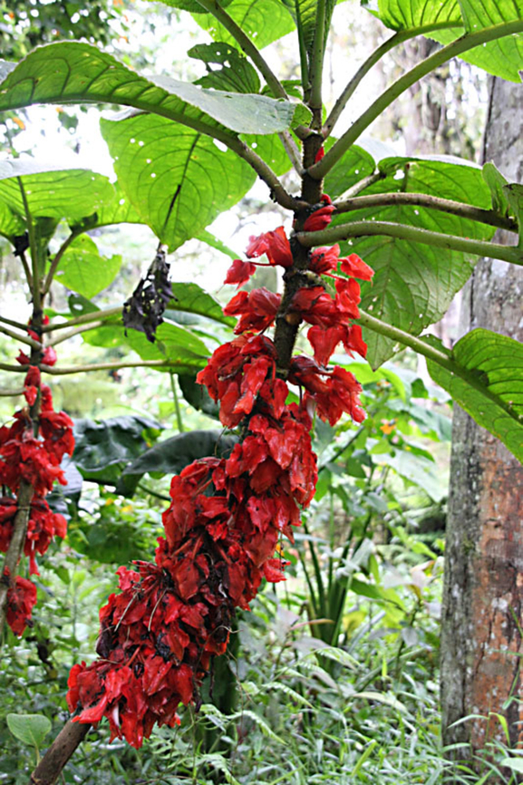 Glossoloma schultzei Dapa, Valle Del Cauca<br />
2100m<br />
 Glossoloma schultzei