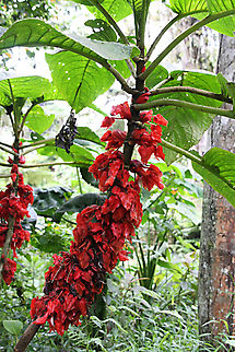 Glossoloma schultzei Dapa, Valle Del Cauca
2100m
 Glossoloma schultzei