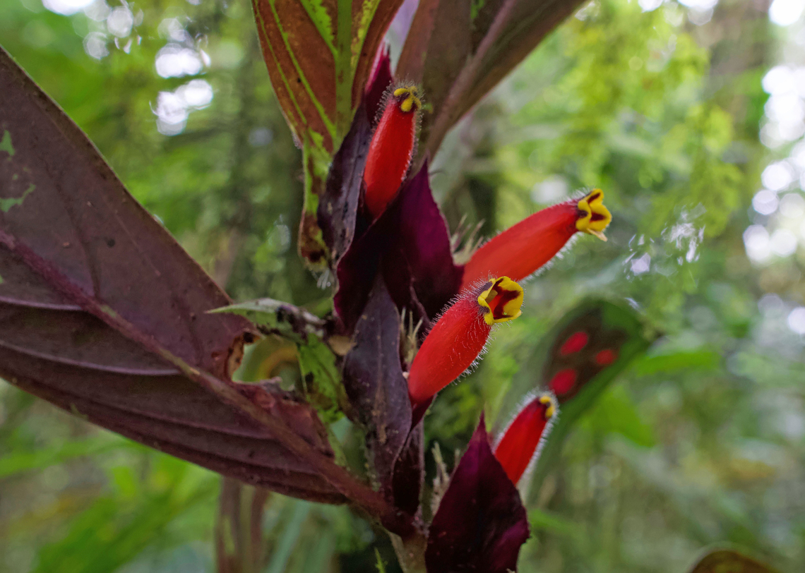 Columnea dimidiata Dapa, Valle Del Cauca<br />
2100m Columnea dimidiata