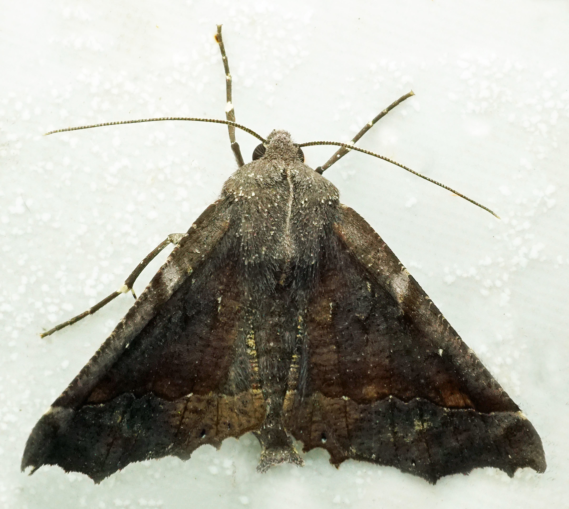 #1097 Dapa, Valle Del Cauca<br />
2100m<br />