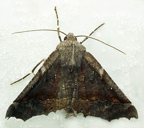 #1097 Dapa, Valle Del Cauca
2100m