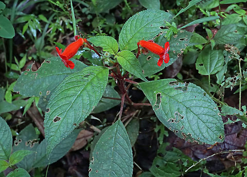Kohleria hirsuta Reserva Rio Bravo
Valle Del Cauca
1400m Kohleria hirsuta