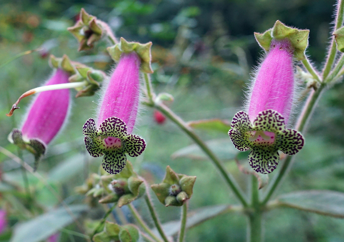 Kohleria warscewiczii Dapa, Valle Del Cauca<br />
2100m Kohleria warszewiczii