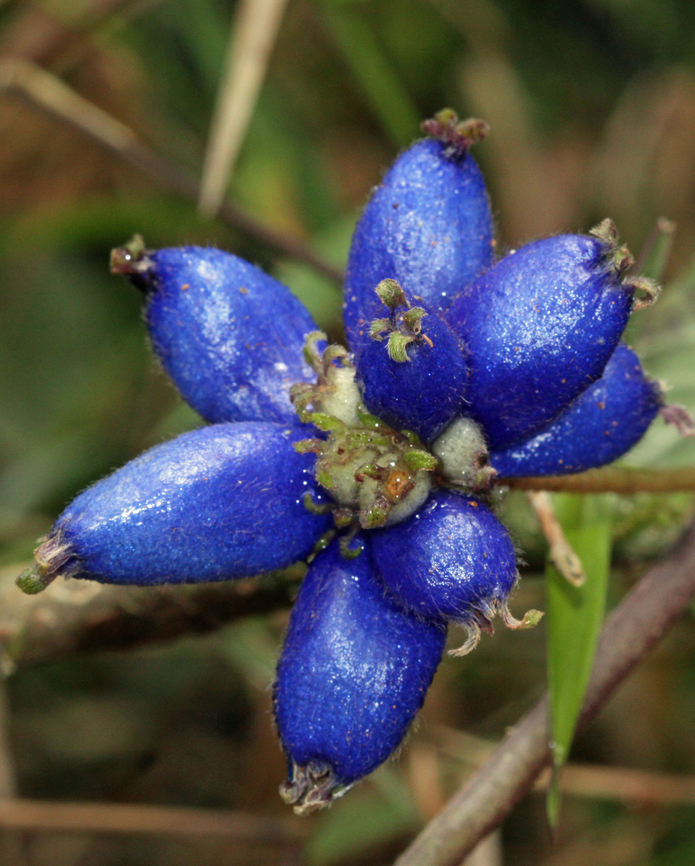 Coccocypselum hirsutum Dapa, Valle Del Cauca<br />
2100m Coccocypselum hirsutum,Yerba de Guava