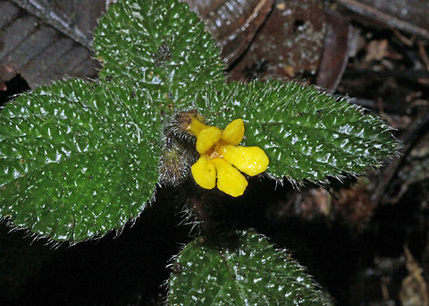 Cremosperma castroanum Dapa, Valle Del Cauca
2100m Cremosperma castroanum