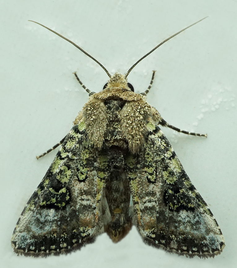 !098 Dapa, Valle Del Cauca<br />
2100m