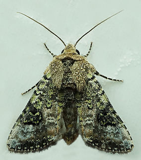 !098 Dapa, Valle Del Cauca
2100m