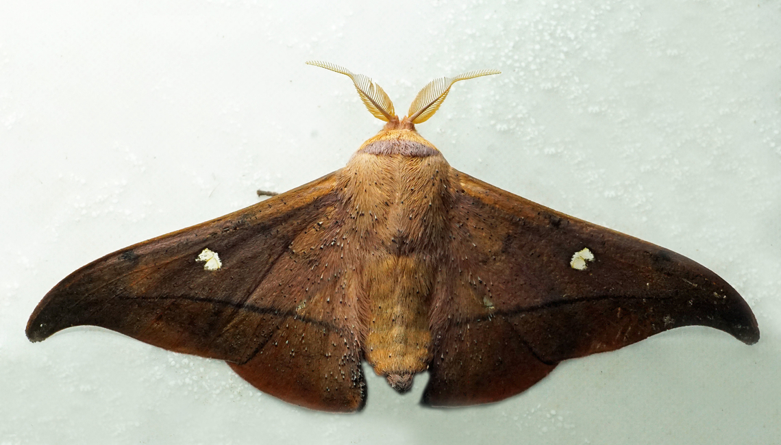 Isoscella peigleri Dapa, Valle Del Cauca<br />
2100m Isoscella peigleri